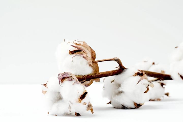 Organic Pima cotton fibre close-up